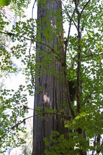 Thuja plicata, bark - of a large tree