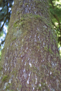 Tsuga heterophylla, bark - of a large tree