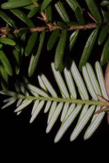 Tsuga heterophylla, leaf - entire needle