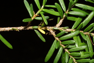 Tsuga heterophylla, twig - after fallen needles