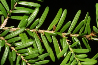 Tsuga heterophylla, twig - showing attachment of needles