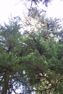 Tsuga heterophylla, whole tree - view up trunk