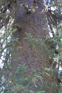 Picea sitchensis, bark - of a large tree