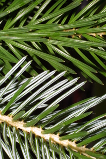 Picea sitchensis, leaf - entire needle