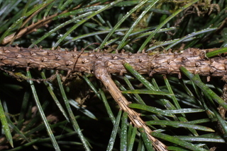 Picea sitchensis, twig - after fallen needles