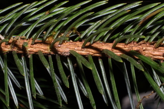 Picea sitchensis, twig - showing attachment of needles