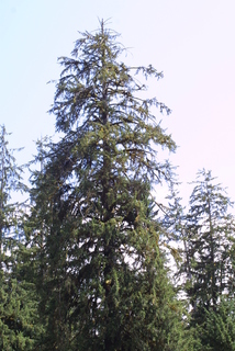Picea sitchensis, whole tree - general