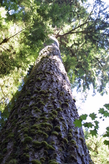 Pseudotsuga menziesii, whole tree - view up trunk