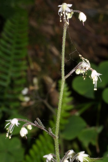 Tiarella trifoliata, inflorescence - lateral view of flower