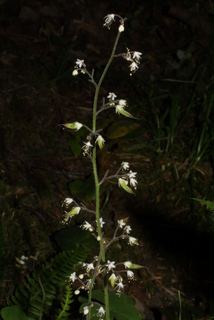 Tiarella trifoliata, inflorescence - whole - unspecified