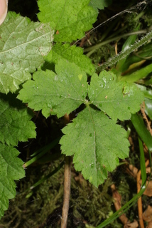 Tiarella trifoliata, leaf - basal or on lower stem