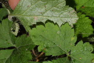 Tiarella trifoliata, leaf - margin of upper + lower surface