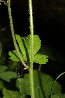 Tiarella trifoliata, stem - showing leaf bases