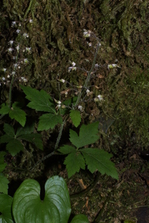 Tiarella trifoliata, whole plant - in flower - general view