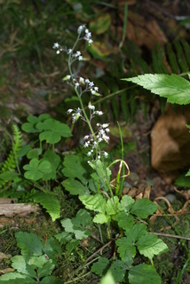 Tiarella trifoliata, whole plant - in flower - general view