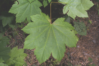 Acer circinatum, leaf - whole upper surface
