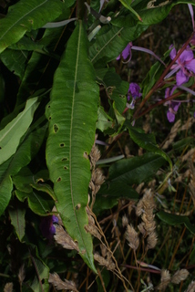 Epilobium angustifolium, leaf - basal or on lower stem