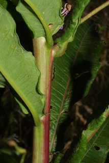 Epilobium angustifolium, stem - showing leaf bases