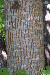 Acer macrophyllum, bark - of a medium tree or large branch