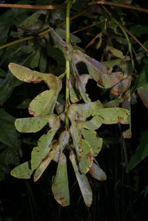 Acer macrophyllum, fruit - as borne on the plant