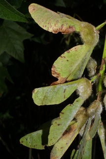 Acer macrophyllum, fruit - lateral or general close-up