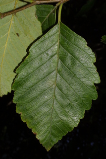 Alnus rubra, leaf - whole upper surface