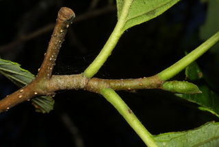 Alnus rubra, twig - orientation of petioles