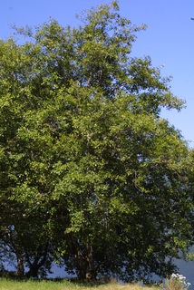 Alnus rubra, whole tree or vine - general