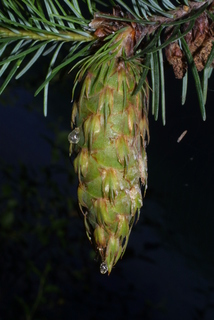 Pseudotsuga menziesii, cone - female - closed