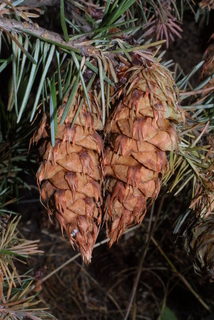 Pseudotsuga menziesii, cone - female - mature open