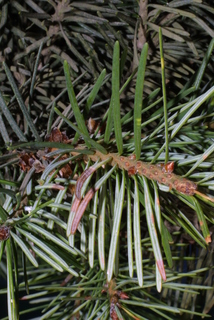 Pseudotsuga menziesii, leaf - entire needle