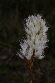 Polygonum bistortoides, inflorescence - whole - unspecified