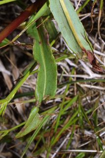 Polygonum bistortoides, leaf - basal or on lower stem