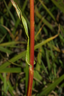 Polygonum bistortoides, stem - showing leaf bases