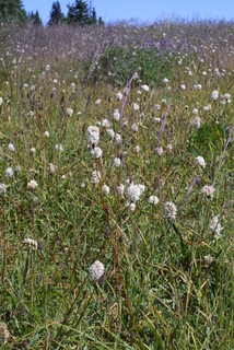 Polygonum bistortoides, whole plant - in flower - general view