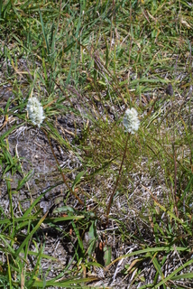 Polygonum bistortoides, whole plant - in flower - general view