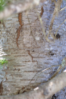 Abies lasiocarpa, bark - of a medium tree or large branch