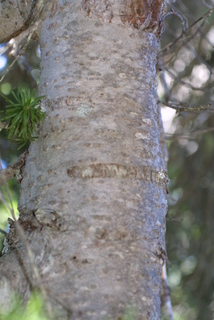 Abies lasiocarpa, bark - of a medium tree or large branch