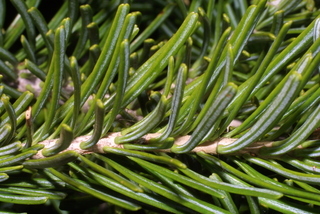 Abies lasiocarpa, leaf - showing orientation on twig