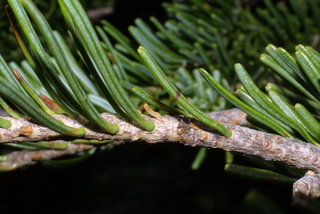 Abies lasiocarpa, twig - showing attachment of needles