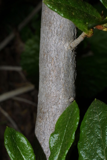 Rhododendron albiflorum, bark - of a small tree or small branch