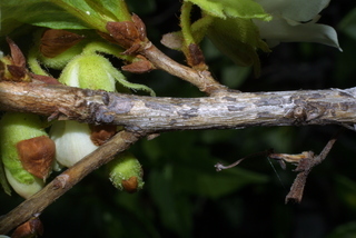 Rhododendron albiflorum, twig - orientation of petioles