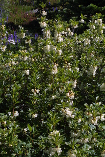 Rhododendron albiflorum, whole tree or vine - general