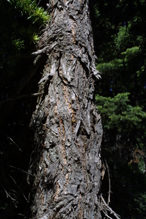Tsuga mertensiana, bark - of a large tree