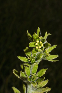 Veratrum viride, inflorescence - frontal view of flower