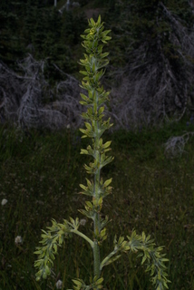 Veratrum viride, inflorescence - whole - unspecified