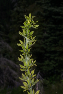 Veratrum viride, inflorescence - whole - unspecified
