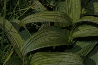 Veratrum viride, leaf - basal or on lower stem