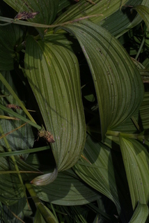 Veratrum viride, leaf - basal or on lower stem
