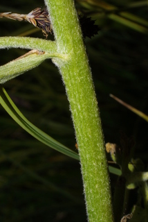 Veratrum viride, stem - showing leaf bases
